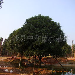 精选云南贵州绿化苗木 精品桂花与乔木直销指南与价格参考