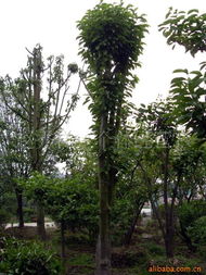 树木种植方案专家 赵秀祥及其乔木产品清单解读