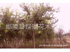 中原苗木绿瑞销售 乔木类五角枫规格全、质量好、成活率高